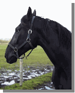Cæsar