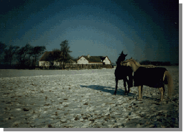 Vinteridyl på Rosenvang