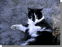 Kæk lille kat